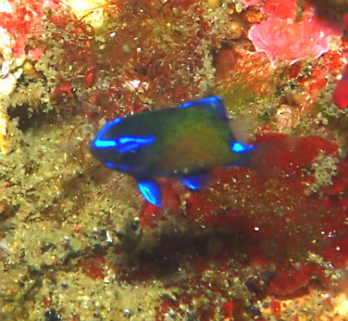 アマミスズメダイの幼魚・東伊豆北川｜ダイビングショップアリエス