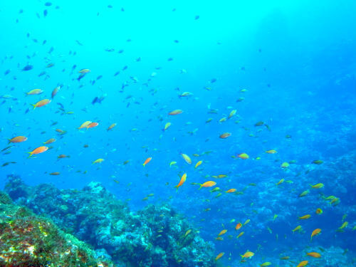 八丈島のキンギョハナダイ