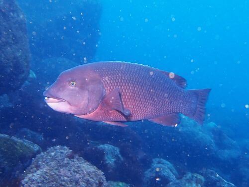 コブダイの若魚＠伊豆海洋公園（IOP)生物図鑑｜ダイビングショップアリエス