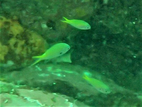キホシスズメダイの幼魚・東伊豆富戸｜ダイビングショップアリエス