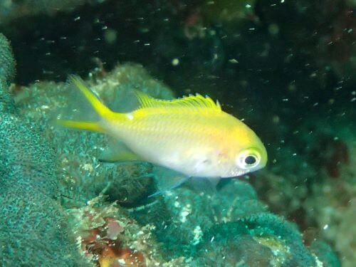 ナノハナスズメダイの幼魚・東伊豆富戸｜ダイビングショップアリエス