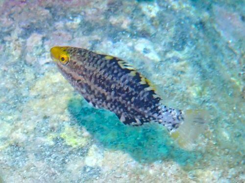 イトヒキブダイの幼魚＠柏島生物図鑑（高知県）｜ダイビングショップアリエス