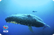 PADI再発行限定クジラのCカード