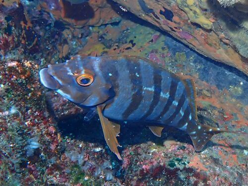 タカノハダイ＠東伊豆・赤沢｜ダイビングショップアリエス