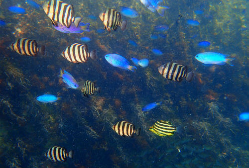 西伊豆井田のイシダイとカゴカキダイの幼魚｜ダイビングショップアリエス