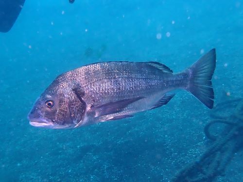 クロダイ＠大瀬崎生物図鑑（西伊豆）｜ダイビングショップアリエス