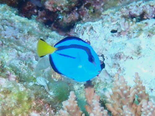 ニザダイの幼魚＠沖縄県久米島フォトギャラリー｜ダイビングショップアリエス