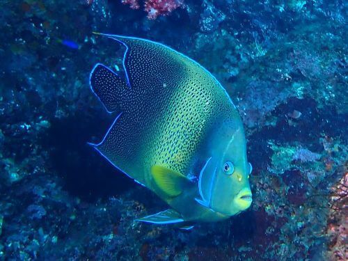サザナミヤッコの成魚＠東伊豆・赤沢｜ダイビングショップアリエス