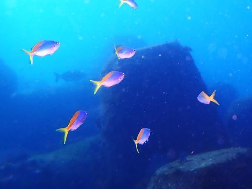 ウメイロモドキ＠富戸生物図鑑（東伊豆）｜ダイビングショップアリエス