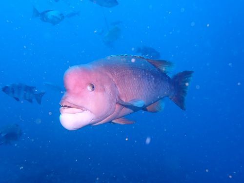 コブダイ＠千葉県・伊戸｜ダイビングショップアリエス