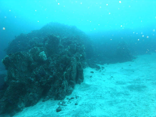 東伊豆海洋公園の水深30ｍから一ノ根を見上げる