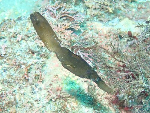 カミソリウオ＠小田原・江之浦｜ダイビングショップアリエス