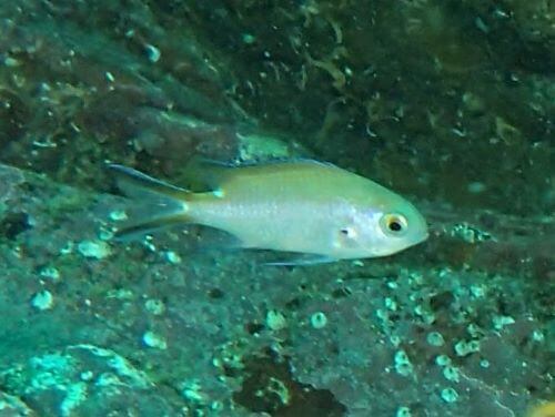 マツバスズメダイの幼魚・東伊豆伊豆海洋公園（IOP)｜ダイビングショップアリエス