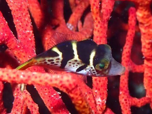 ノコギリハギの若魚＠東伊豆・富戸｜ダイビングショップアリエス