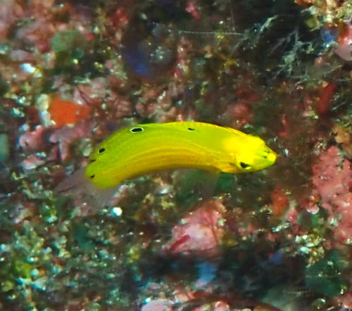 コガネキュウセンの幼魚・南伊豆神子元｜ダイビングショップアリエス