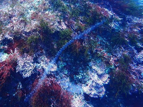 モモイロサルパが大量発生＠東伊豆・八幡野｜ダイビングショップアリエス