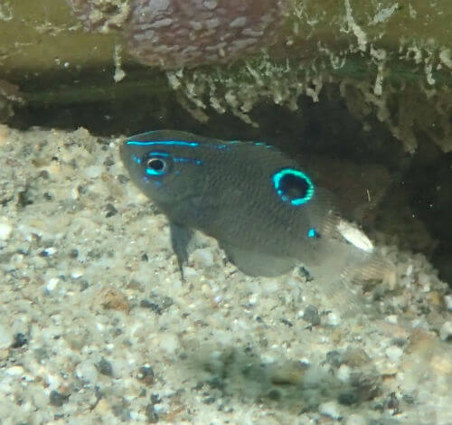 オリオンスズメダイの幼魚・フィリピンセブ｜ダイビングショップアリエス