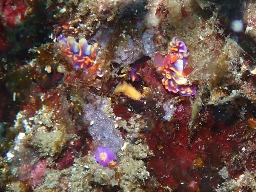 ムラサキウミコチョウとミアミラウミウシ＠小田原・江之浦｜ダイビングショップアリエス
