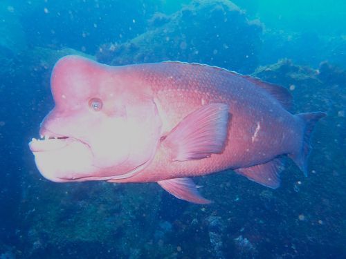 コブダイのオス＠東伊豆・八幡野｜ダイビングショップアリエス
