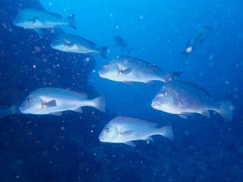 V字谷に整列するコロダイ＠千葉県・西川名｜ダイビングショップアリエス