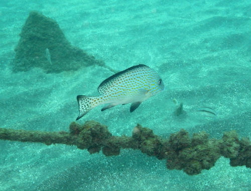 小田原のダイビングポイント福浦のコロダイ若魚