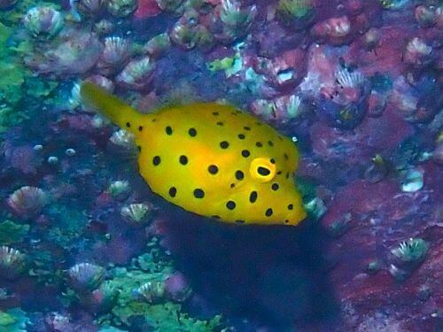 ミナミハコフグの幼魚＠柏島生物図鑑（高知県）｜ダイビングショップアリエス
