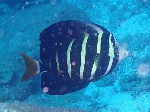 ヒレナガハギの成魚＠高知県・柏島｜ダイビングショップアリエス