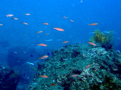 タカサゴにオグロクロユリハゼと南国の魚が沢山！西伊豆田子｜ダイビングショップアリエス