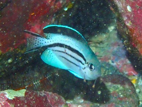 タテジマヤッコの若魚＠柏島生物図鑑（高知県）｜ダイビングショップアリエス