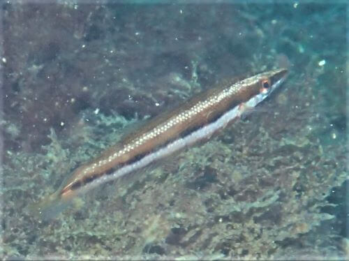 カマスベラの幼魚・小田原福浦｜ダイビングショップアリエス