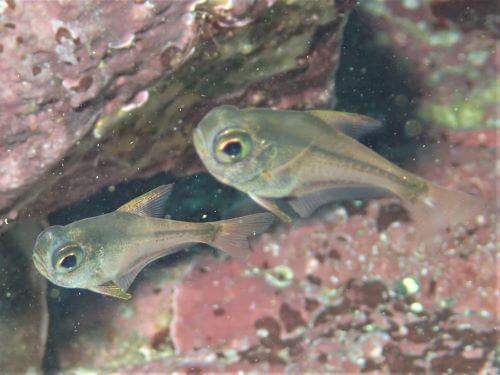 ツマグロハタンポの幼魚・東伊豆八幡野｜ダイビングショップアリエス