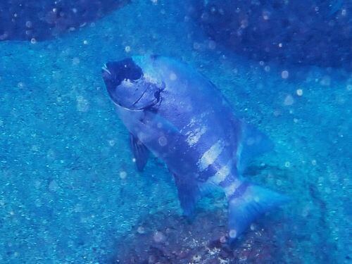 イシダイ＠西伊豆・井田｜ダイビングショップアリエス