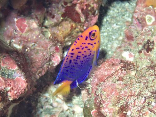 レンテンヤッコの幼魚・千葉県西川名｜ダイビングショップアリエス