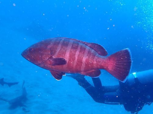 マハタ＠千葉県・伊戸｜ダイビングショップアリエス