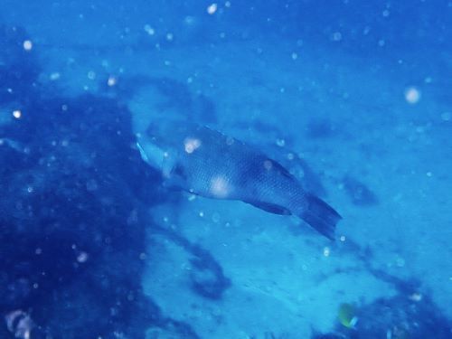 コブダイの若魚＠井田生物図鑑（西伊豆）｜ダイビングショップアリエス