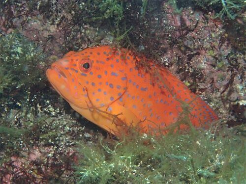 ユカタハタの若魚・西伊豆大瀬崎｜ダイビングショップアリエス