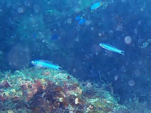 オグロクロユリハゼ＠富戸生物図鑑（東伊豆）｜ダイビングショップアリエス