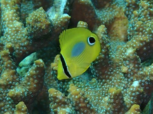 スミツキトノサマダイの幼魚＠柏島生物図鑑（高知県）｜ダイビングショップアリエス