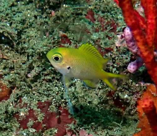 ナノハナスズメダイの幼魚・東伊豆北川｜ダイビングショップアリエス