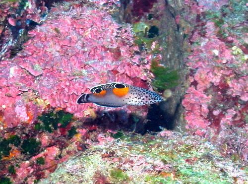八丈島のカンムリベラの幼魚｜ダイビングショップアリエス