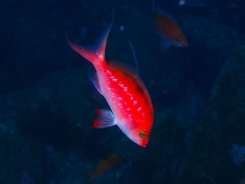 日本一浅い水深でサクラダイが見られる海かもしれない＠獅子浜｜ダイビングショップアリエス