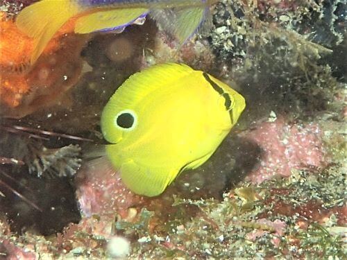 シテンヤッコの幼魚・西伊豆田子｜ダイビングショップアリエス