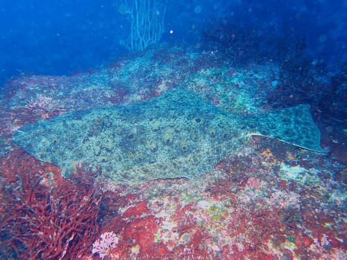 ヒラメ＠赤沢生物図鑑（東伊豆）｜ダイビングショップアリエス