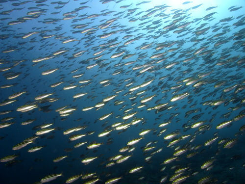 西伊豆井田ビーチでこの魚影！イサキ