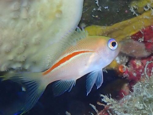 イトヒキコハクハナダイの幼魚＠小笠原｜ダイビングショップアリエス