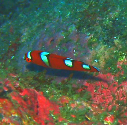 ツユベラの幼魚・西伊豆雲見｜ダイビングショップアリエス