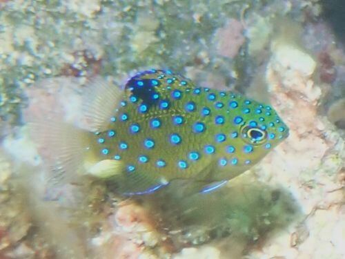 ルリホシスズメダイの幼魚＠高知県・柏島｜ダイビングショップアリエス
