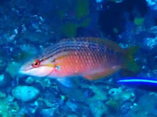 アカササノハベラのメス＠小田原・江之浦｜ダイビングショップアリエス