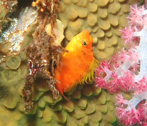 オキゴンベの幼魚・東伊豆八幡野｜ダイビングショップアリエス