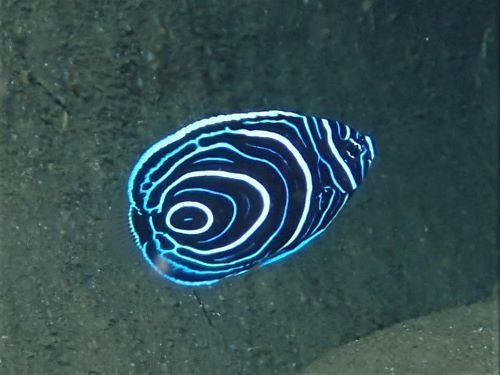 タテジマキンチャクダイの幼魚・南伊豆中木｜ダイビングショップアリエス